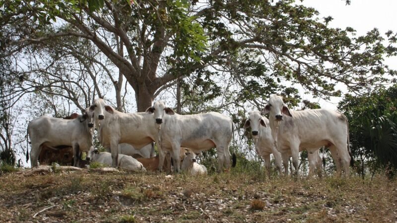 Canalete-Platanicultores-Ganado 023