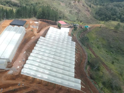 CannabisplantaenColombia-oneworldphoto