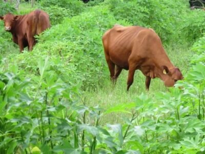 Fedegán-silvopastoreo2