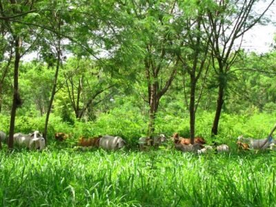 Fedegan-sistemas silvopastoriles