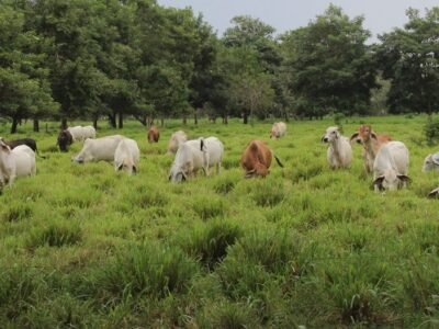Ganado-2017 (11)-recortado1