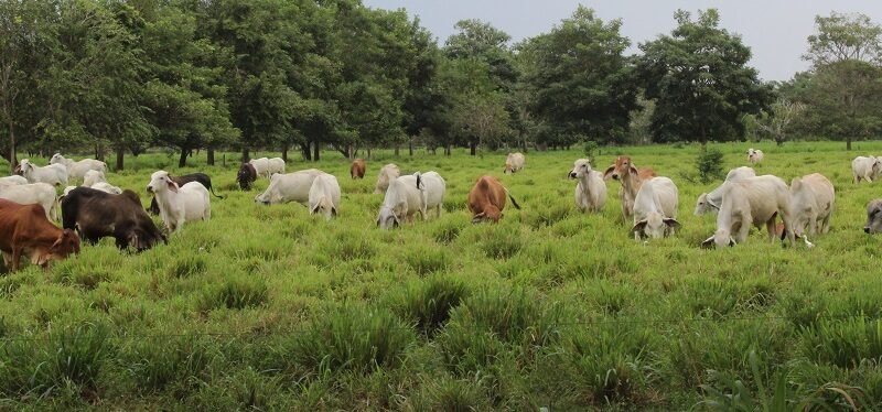 Ganado-2017 (11)-recortado1