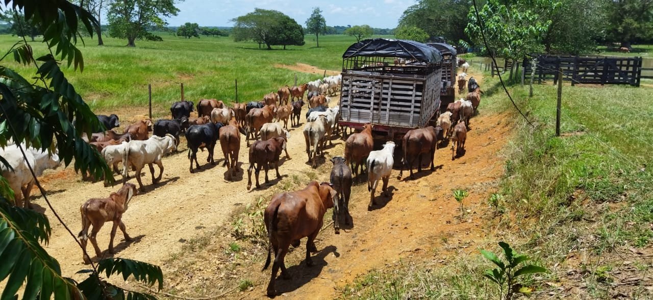 Ganado-desplazamiento