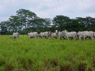 Ganadoconbuenpasto (3)