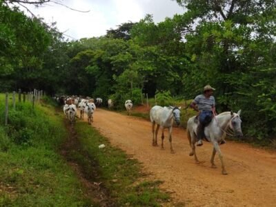 Ganadodesplazado-Mojana