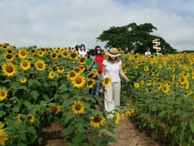 GirasolenAtlántico1