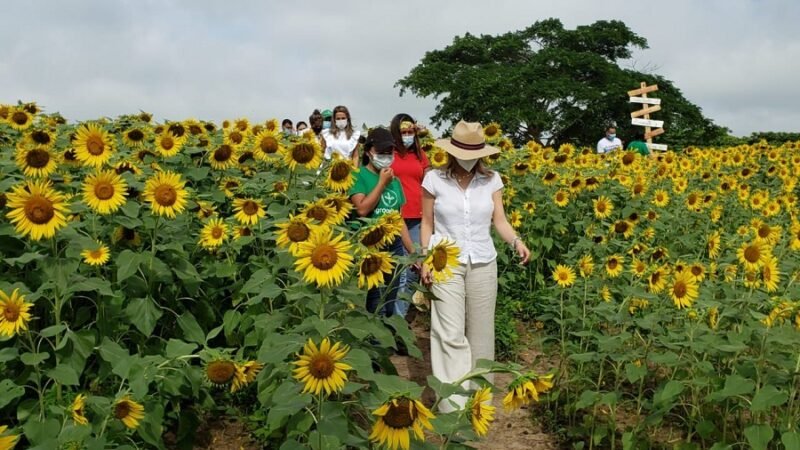 GirasolenAtlántico1