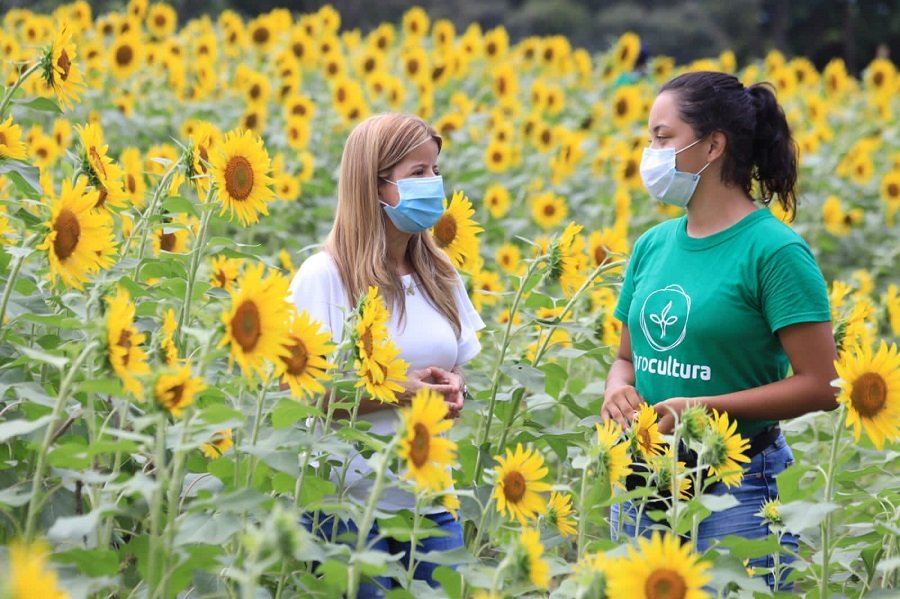 GirasolenAtlántico2