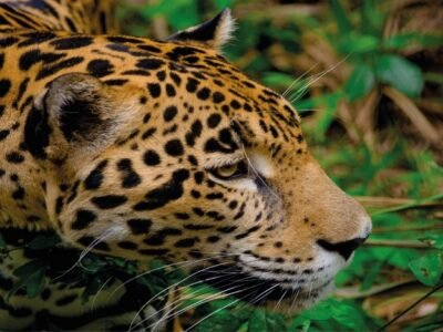 ISA-Programa Conexión Jaguar - Mejor Entorno Ambiental de Empresas de Servicios Públicos