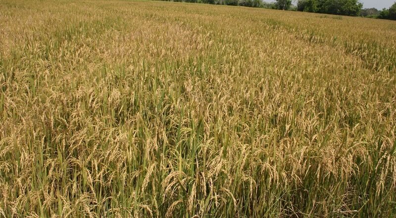 LaDoctrina-agricultoresconAmtec 044