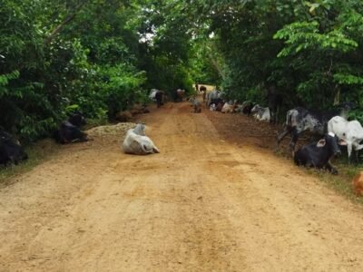 Mojana-desplazamientoganadoenvía