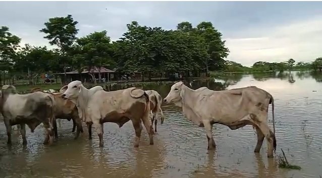 Mojana-ganadoenelagua