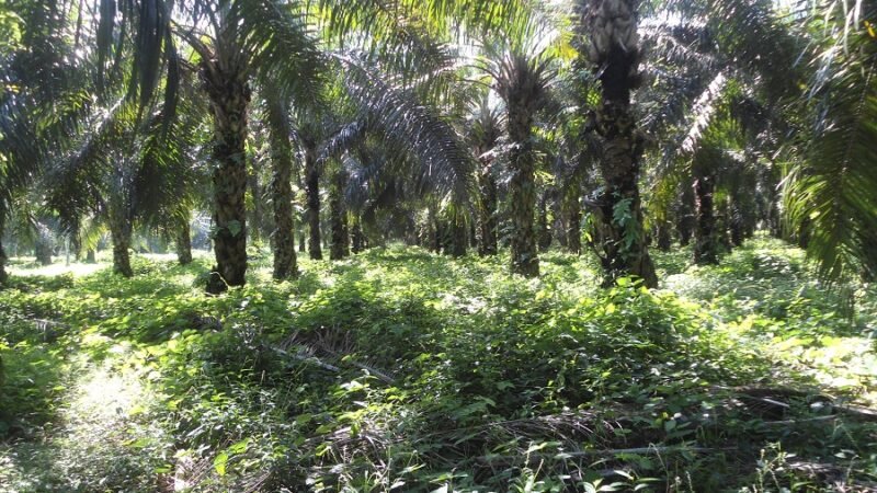 Palma-adecuadomanejodesuelos