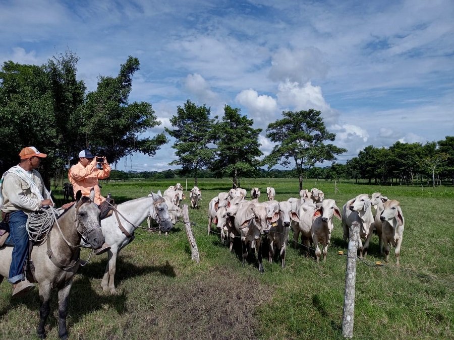 Paquetours-ganadoycabalgata