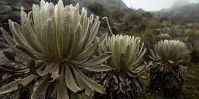 Páramos-frailejones