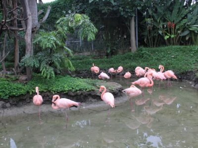 Pereira-hoteles-Bioparque-TermalesSantaRosadeCabal (278)