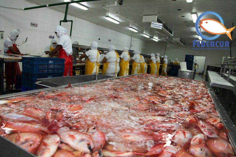 Pescado-Fedeacua-Exportaciones piscícolas
