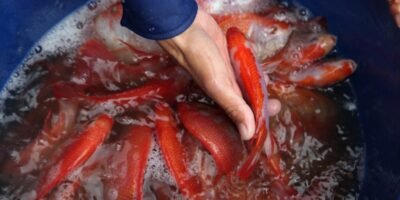 Pescado-Fedeacua-Tilapia