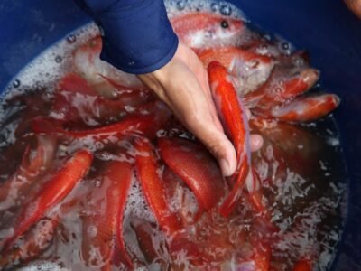 Pescado-Fedeacua-Tilapia