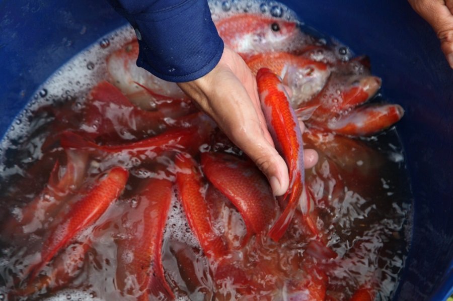 Pescado-Fedeacua-Tilapia