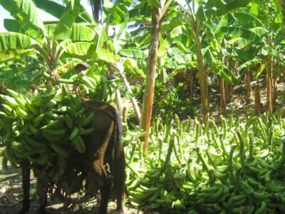 PuertoEscondido-platanicultores-burro (2)