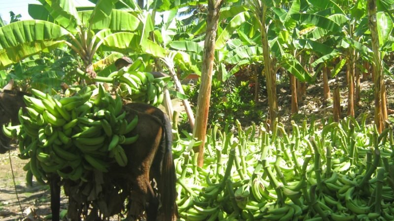 PuertoEscondido-platanicultores-burro (2)
