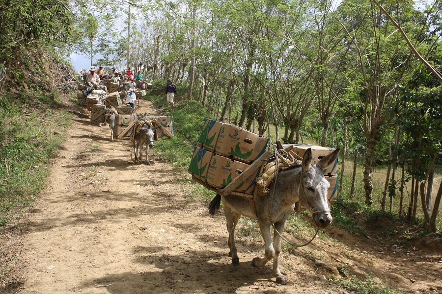 SanPelayo-transportedelplátano