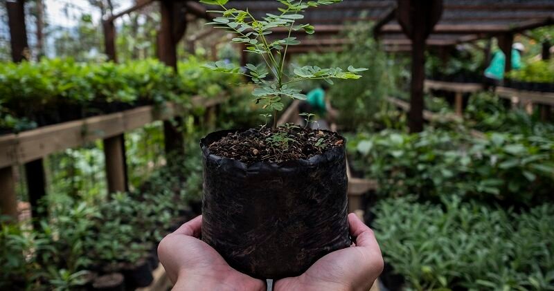 Sembratón Minambiente