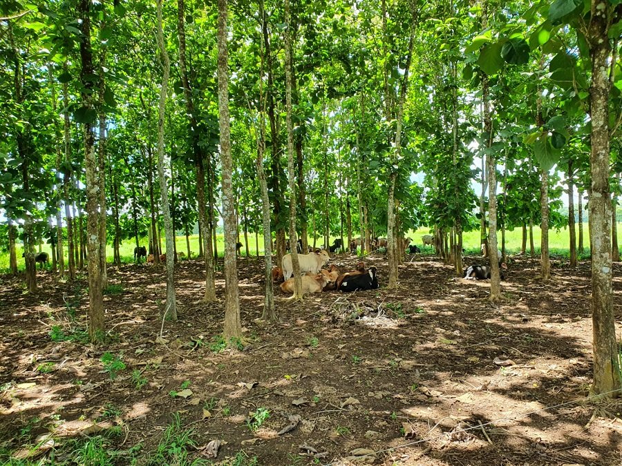 Tabaidá-Ganadodebajodeárboles