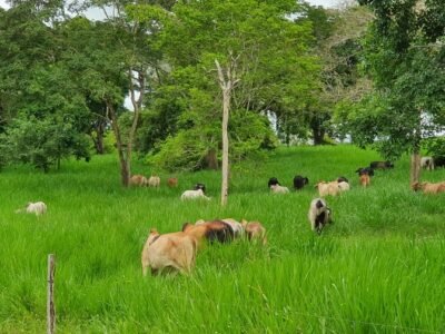 Tabaidá-ganadoconsuficientepasto