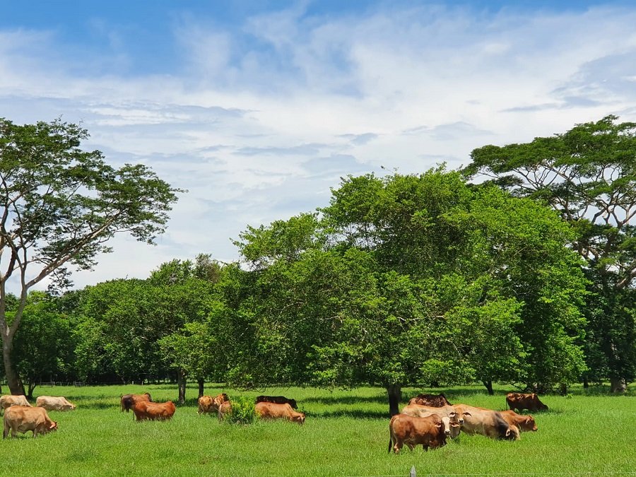 Tabaidá-ganadoenotropasto