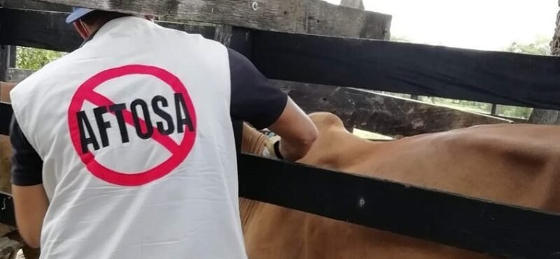 Vacunaciónantiaftosa-4semana-1