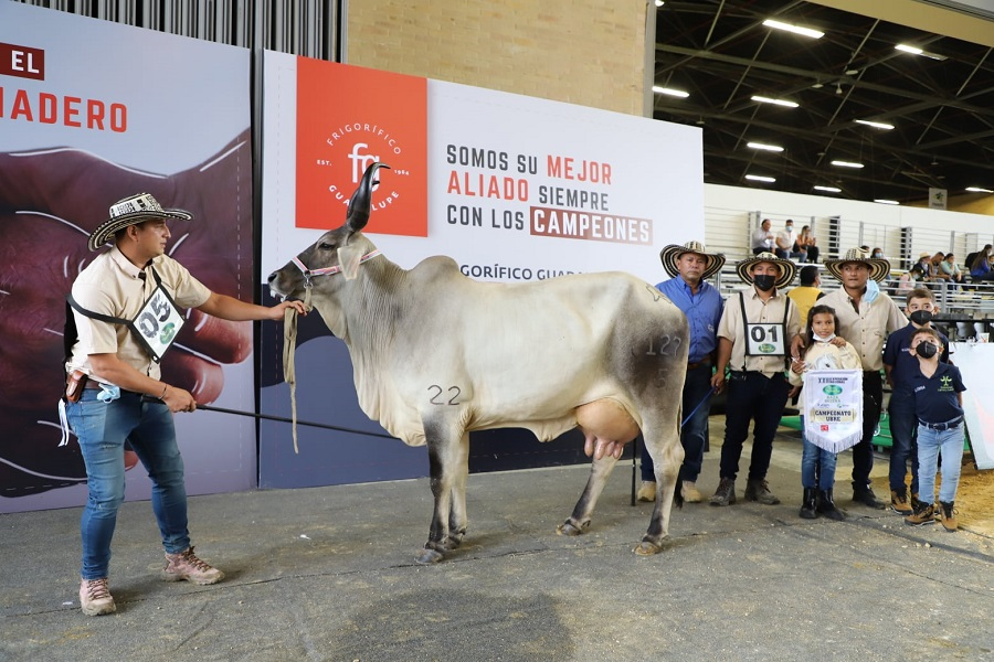 Agroexpo-CampeonaAdultaReservada-Guzerá(paint)