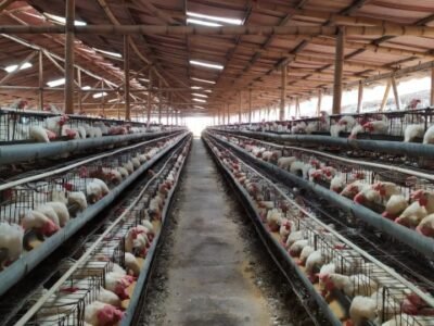 Aves-control-salmonela-2