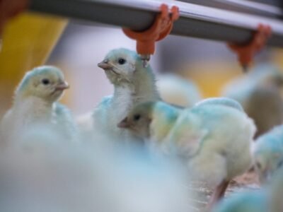 Avícola-ElVínculo-Cargill