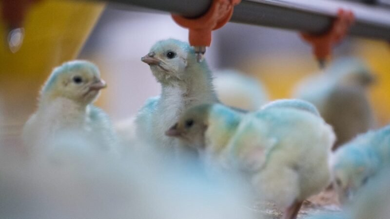 Avícola-ElVínculo-Cargill