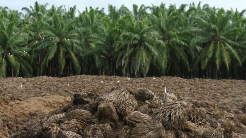 BIOMASA 1-palmadeaceite