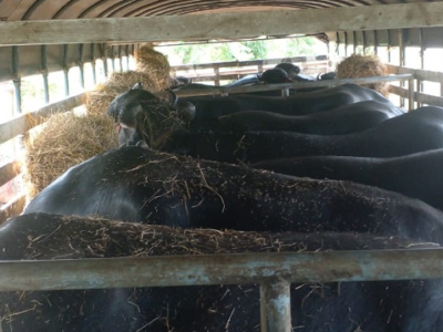 Búfalosencamión-paint