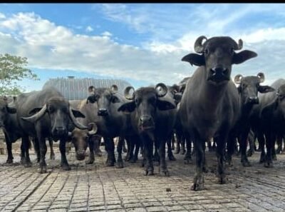 Búfalosenpisodecemento (2)