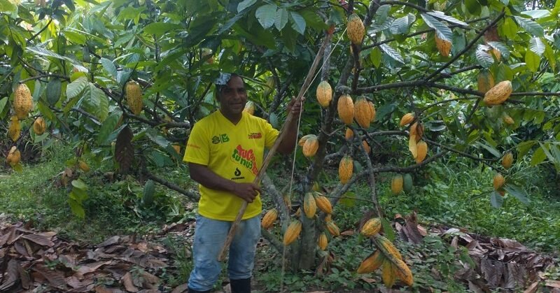 Cacao-AlexAyala-producción