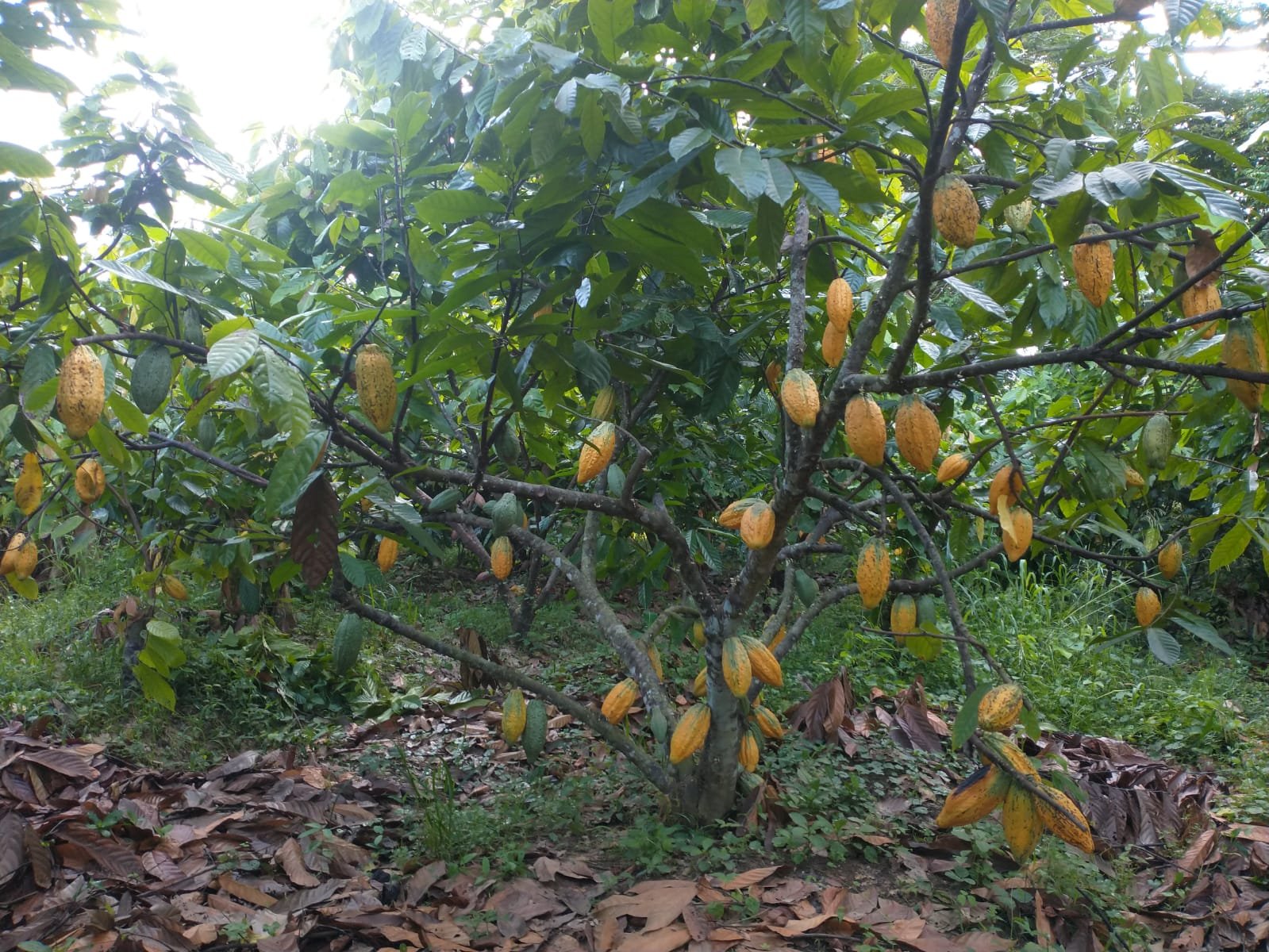 CacaodeAlex