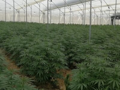 Cannabis-plantacióneninvernadero (2)