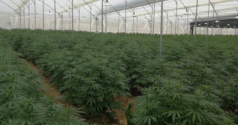 Cannabis-plantacióneninvernadero (2)