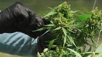 Cannabis-semillas (2)