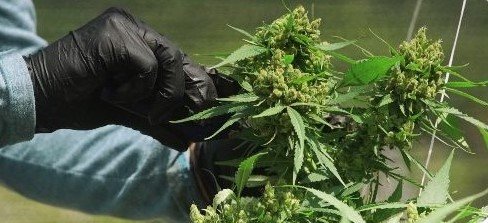 Cannabis-semillas (2)