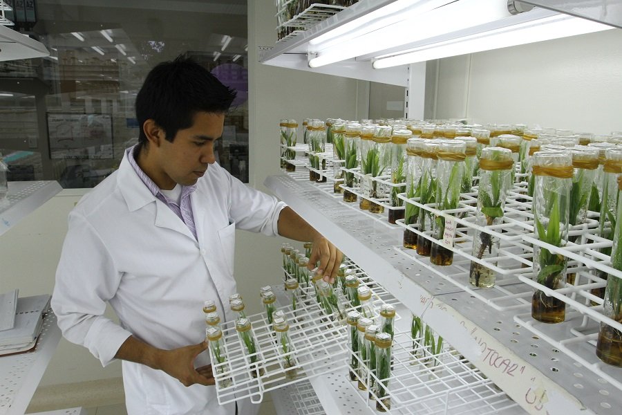 Cenipalma-Palmar de la Vizcaína-Norte de Santander-Laboratorios Híbridos_7910