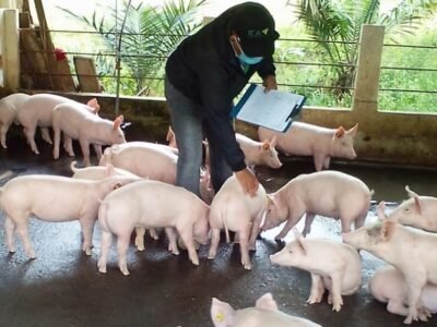 Cerdos-vacunaPPC (2)