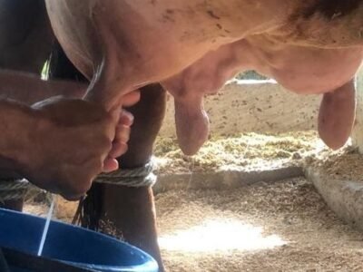 Concursolechero-buenaubre