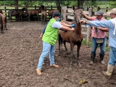 Encefalitisequinavenezolana-Valencia1 (2)