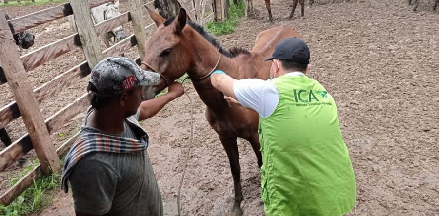 Encefalitisequinavenezolana-Valencia2 (2)